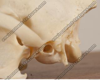 photo reference of skull 0031